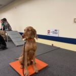 2026 Maine Sportsman’s Show – Yankee Chapter NAVHDA Recap Featured Image